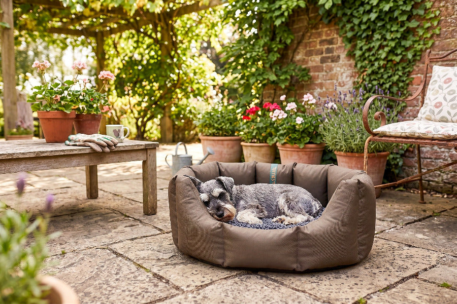 (Easy Access Chocolate with Grey Dog Dryer)