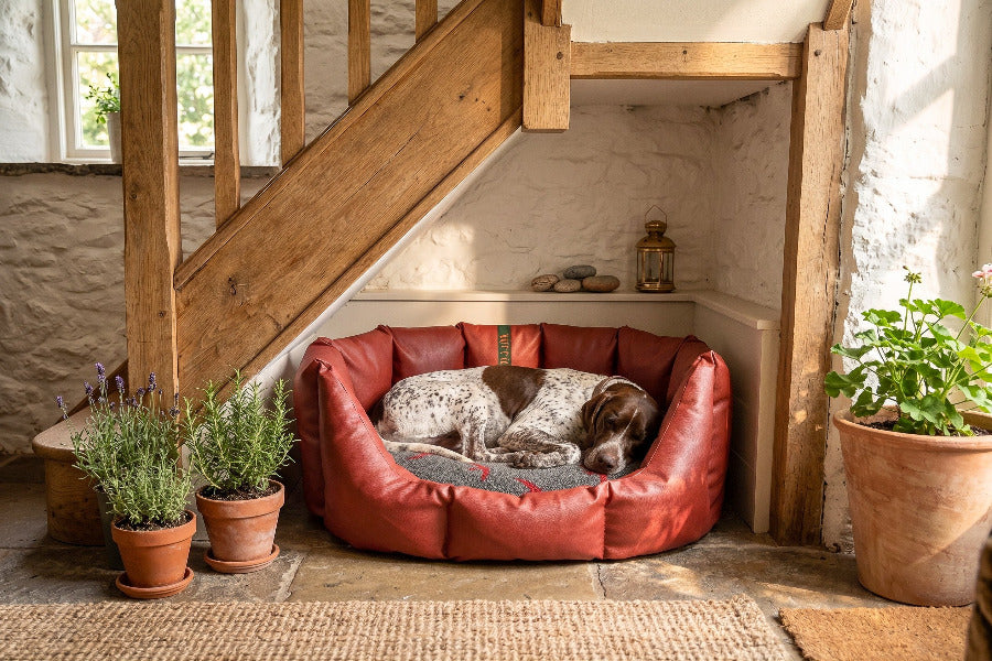 (Easy Access Russet with Red Swift)