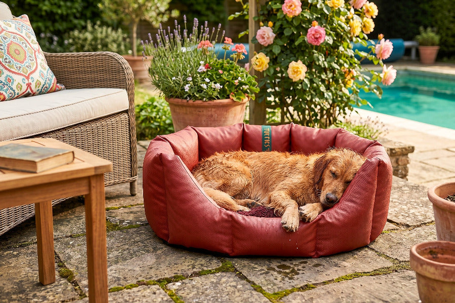 (Easy Access Russet with Burgundy)