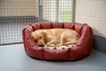 Load image into Gallery viewer, (Easy Access Russet with Paw Print)
