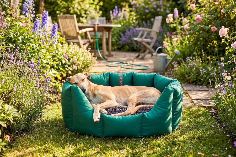 (Easy Access Emerald Green with Grey Dog Dryer)