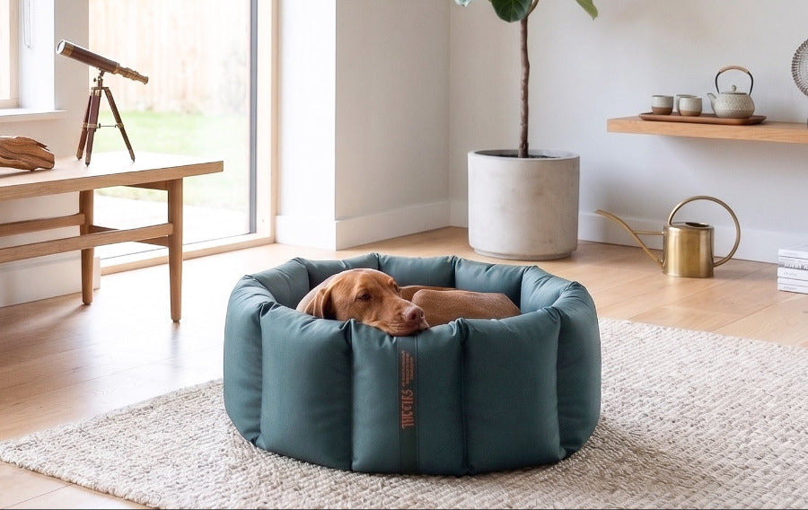 (Full Nest Green with Navy Dog Dryer)