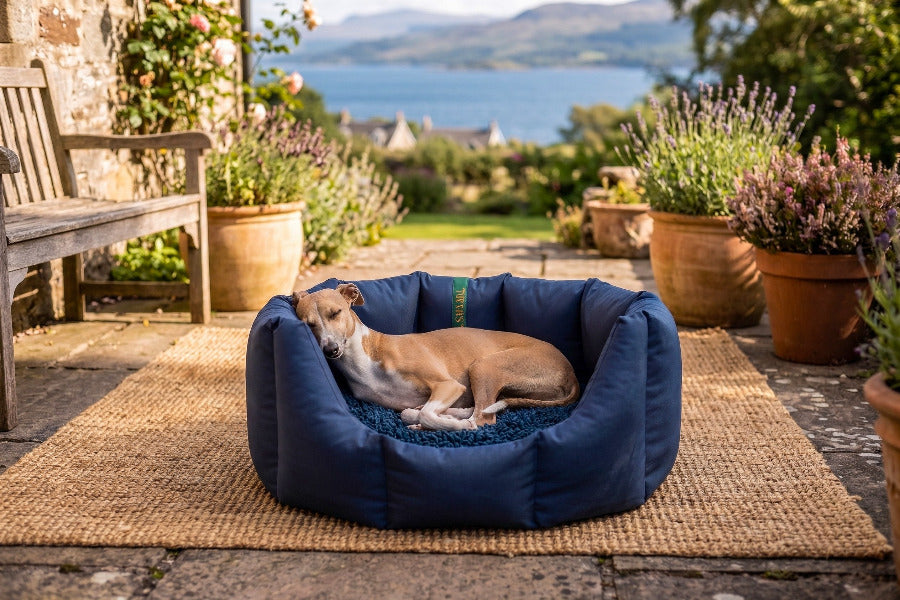 (Easy Access Navy with Navy Dog Dryer)