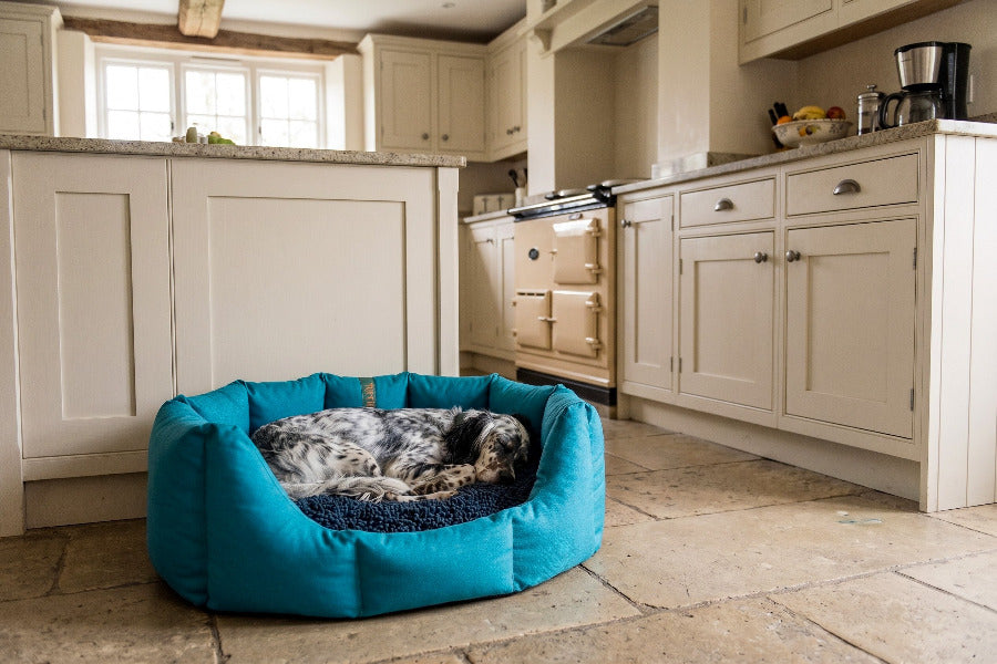 (Easy Access Teal with Navy Dog Dryer)