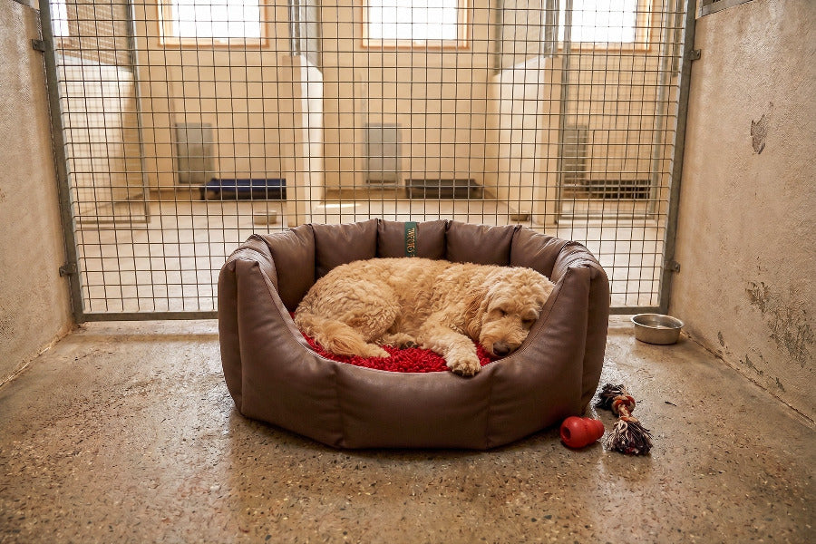 (Easy Access Chocolate with Red Dog Dryer)