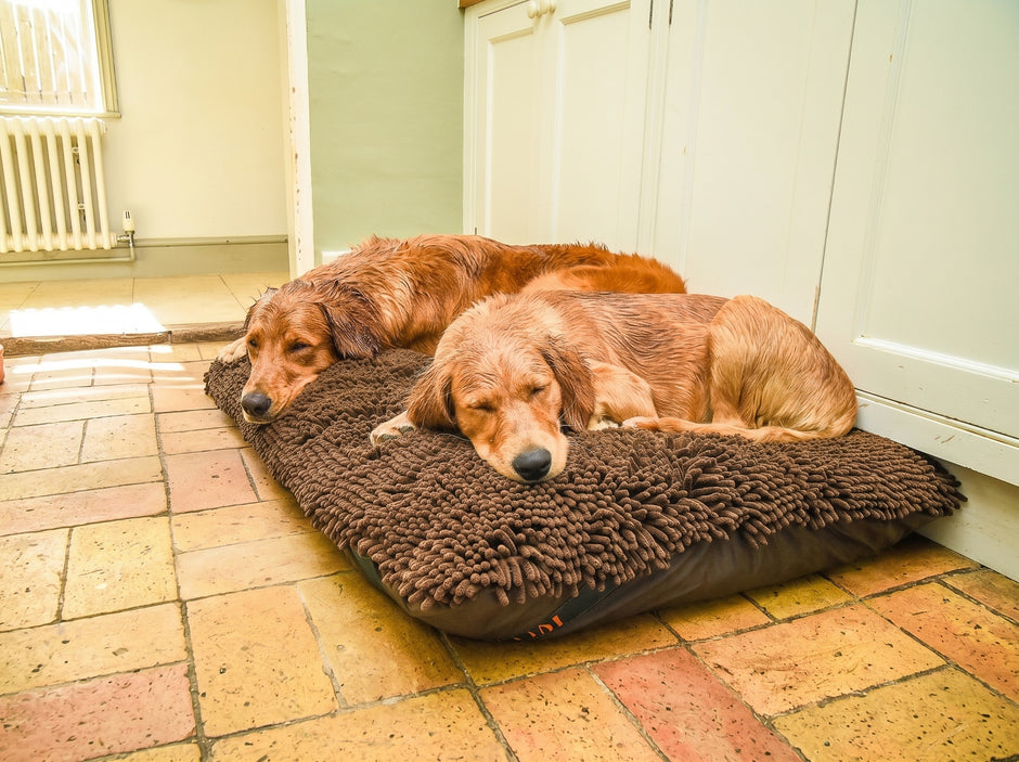 Two golden retriever dogs lying on a brown mattress dog bed with dog dryer cover in a room with tiled flooring.