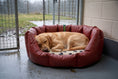 Load image into Gallery viewer, (Easy Access Russet with Paw Print)

