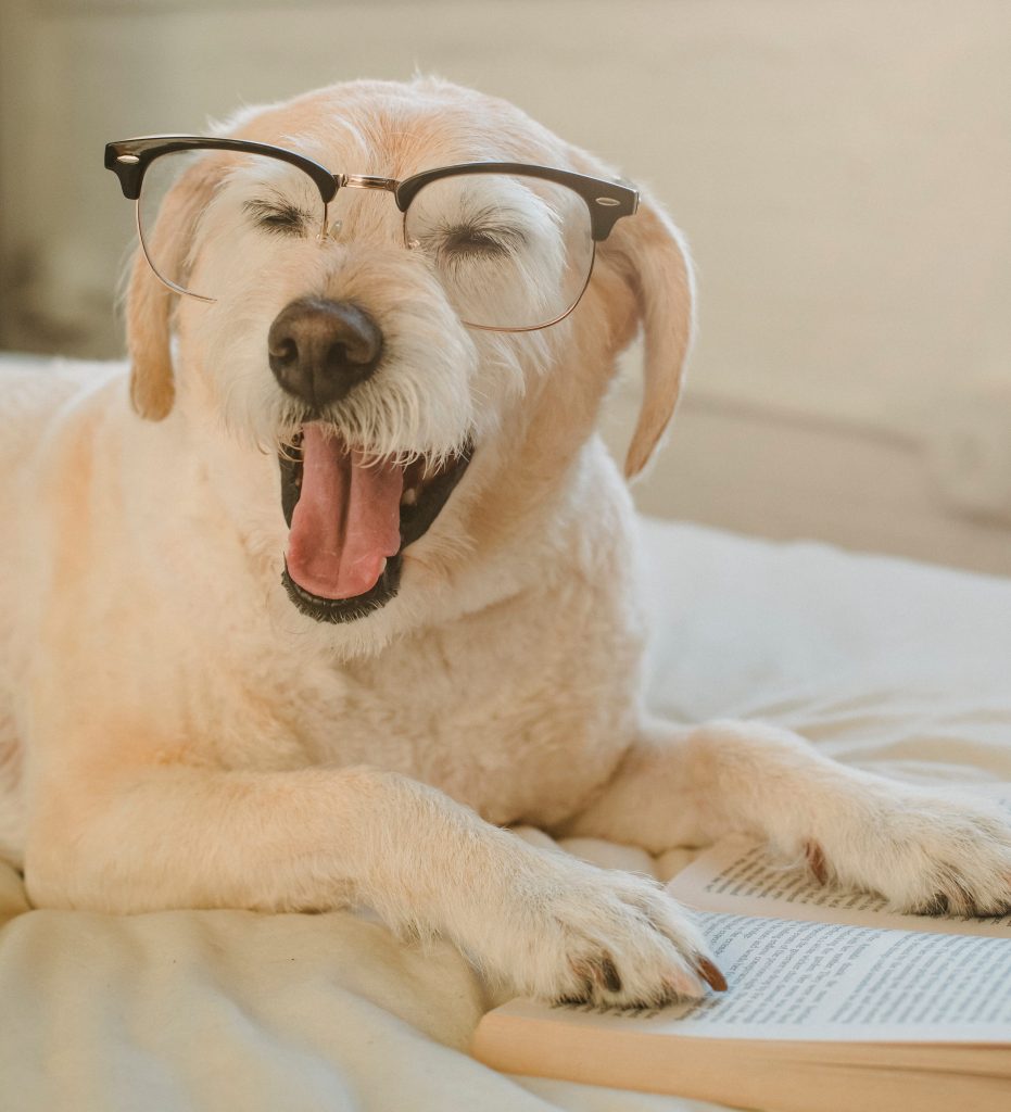 do dogs ever need glasses