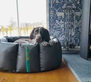 Nest Dog Beds