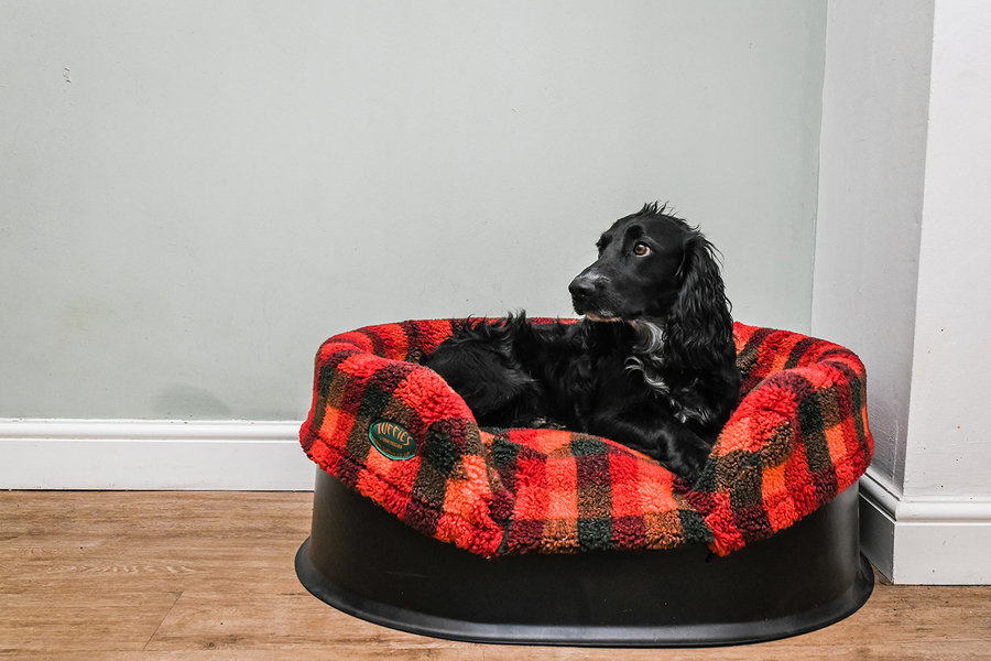 The Raised Tuffies Dog Bed Thumbnail