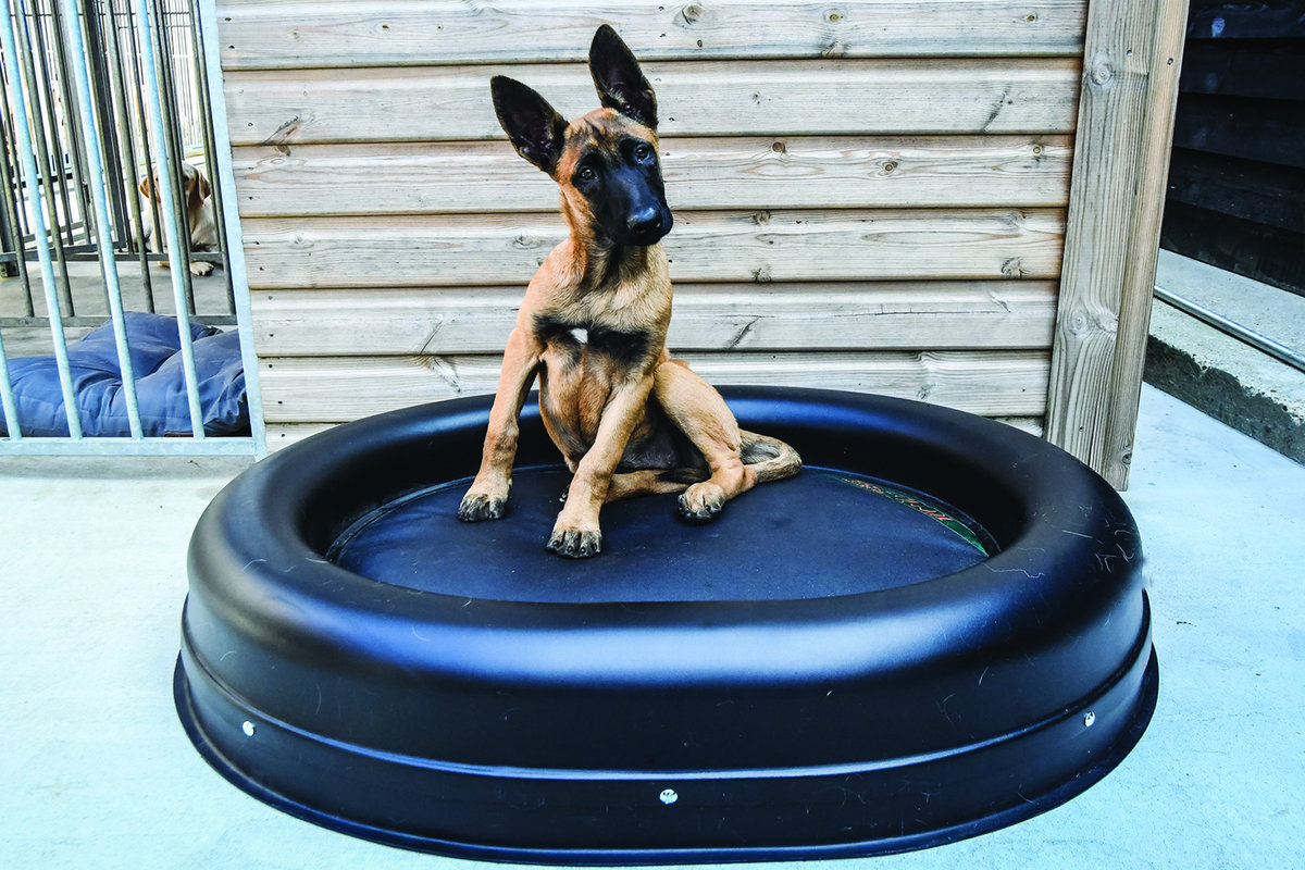 Chew proof dog mattress best sale